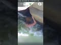 Dramatic video shows woman rescued from raging rapids in deadly California river