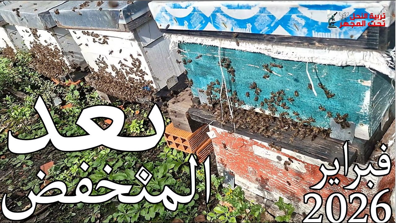 راقبوا نحلكم بعد المنخفضات المتتالية النحل في خطر #تربية_النحل #bee #اكسبلور #عسل  #honey