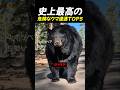 史上最高の危険なクマ遭遇TOP5