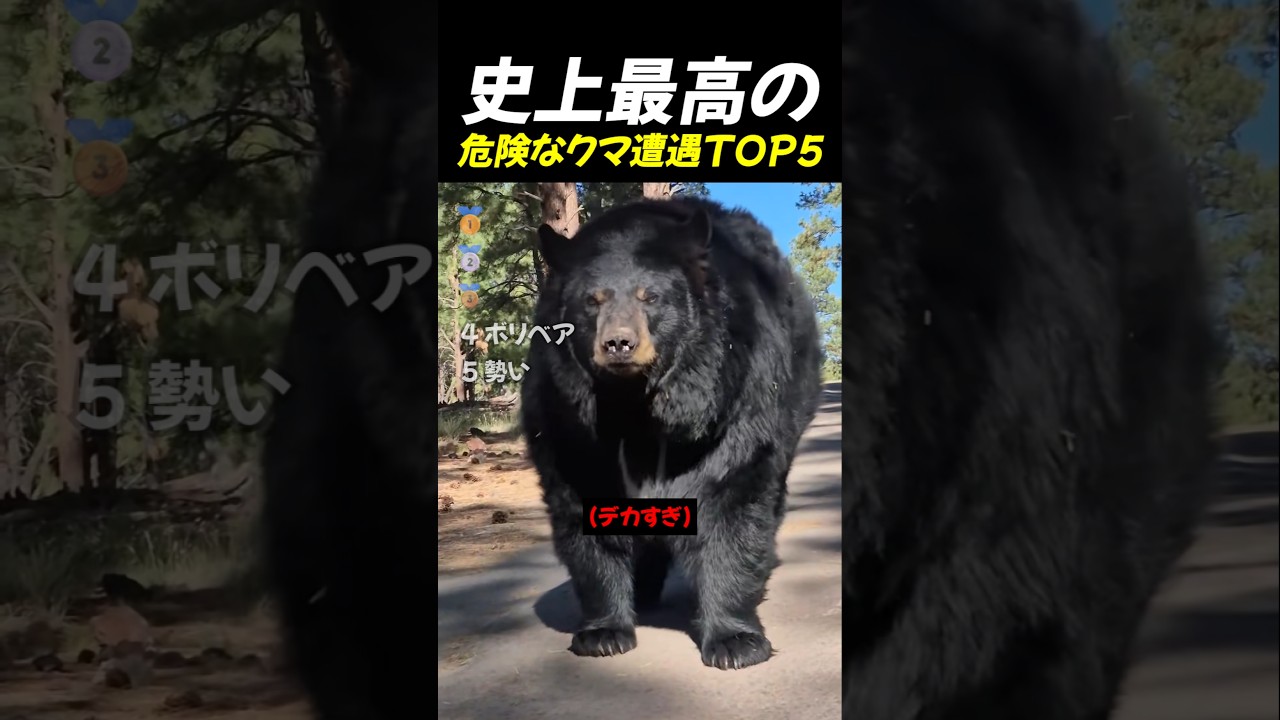 史上最高の危険なクマ遭遇TOP5