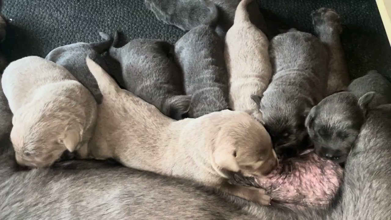 Charcoal Lab Puppies