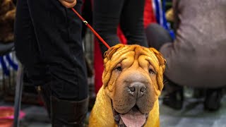 How to Reduce Excessive Barking in Chinese SharPei Dogs
