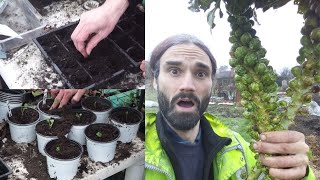 How to grow Brussels sprouts that don't blow!! Sow to harvest