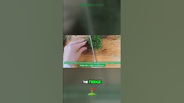 Revive and Regrow Green Onions with this Genius Hack #onion  #shorts #hacks