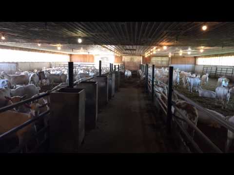 Snapchat Tour: A Day in the Life of a Large Animal Veterinarian