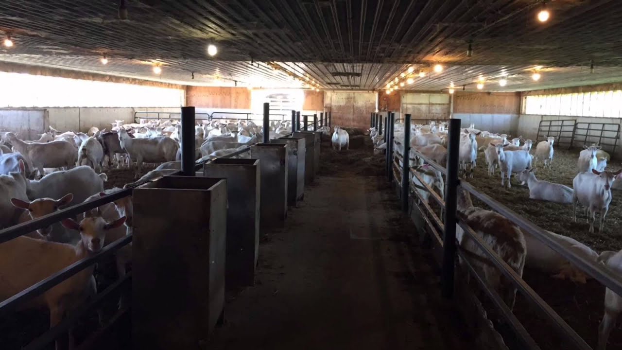 Snapchat Tour A Day In The Life Of A Large Animal Veterinarian YouTube Snapchat Tour A Day In The Life Of A Large Animal Veterinarian YouTube