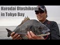 大都市・横浜沖堤防に潜む黒鯛に落とし込み釣りで挑む！古後義和