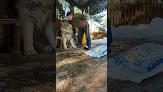 Собака, которая не помогает убирать за собой. #кавказскаяовчарка #собака #dog #caucasianshepherd