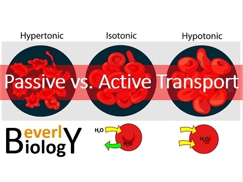 וִידֵאוֹ: האם ה-vacuole התכווצות פעיל או פסיבי?