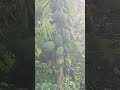 YONG NAUBOS NA TALAGA ANG HINOG SA MGA IBON YONG NAUBOS NA TALAGA ANG HINOG SA MGA IBON
