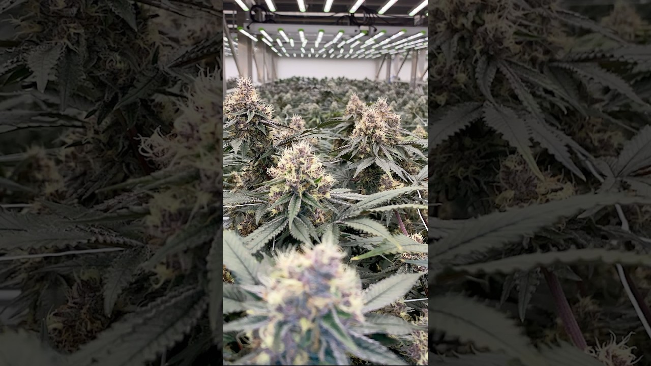 POV: you’re me 👀 👀    