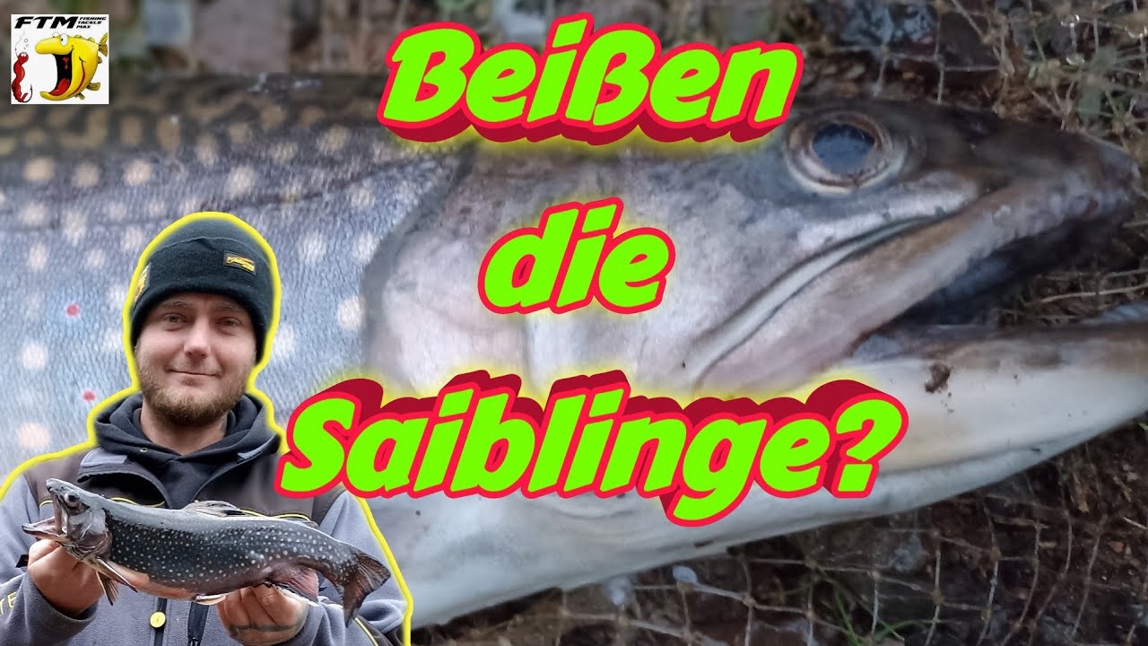 Beißen die Saiblinge ? Saibling & Forellenangeln beim Forellenhof Niedersalbach #forellenangeln ...