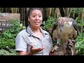 Up, close and personal with the Philippine Eagle | Mountain, Forest, Sea Adventures, Part 4B