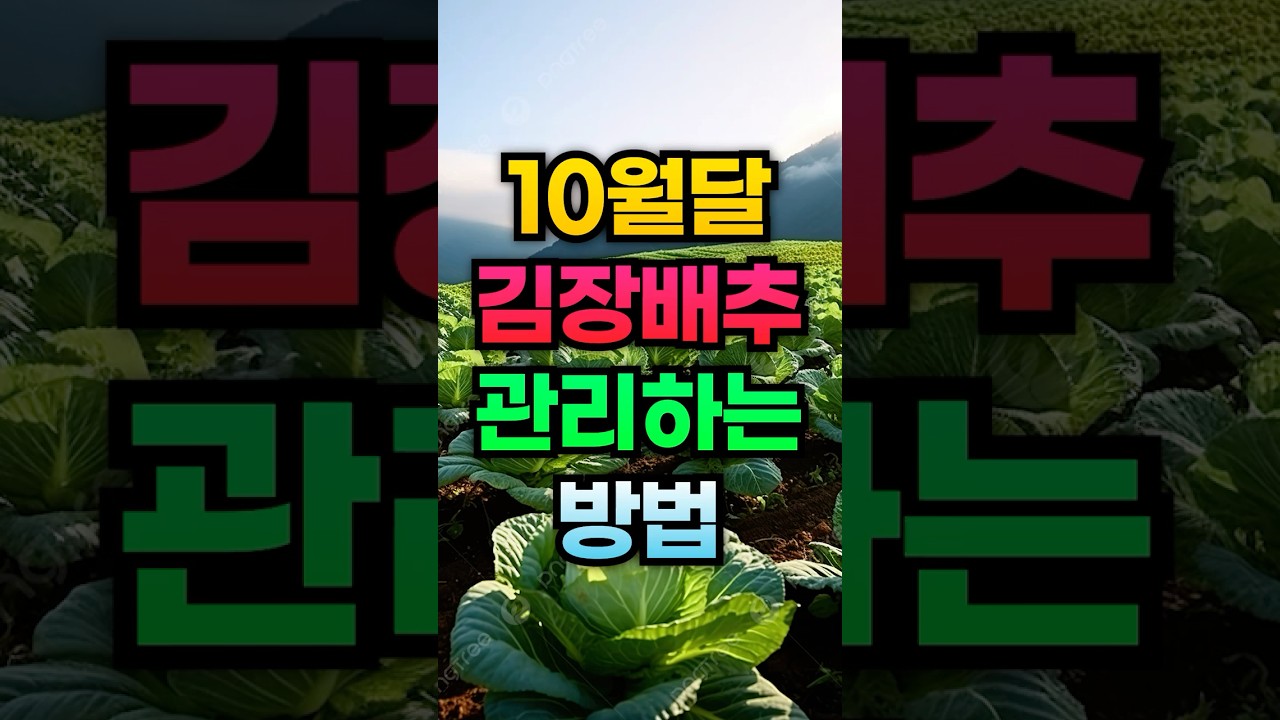 10월달 김장배추 관리하는 방법  