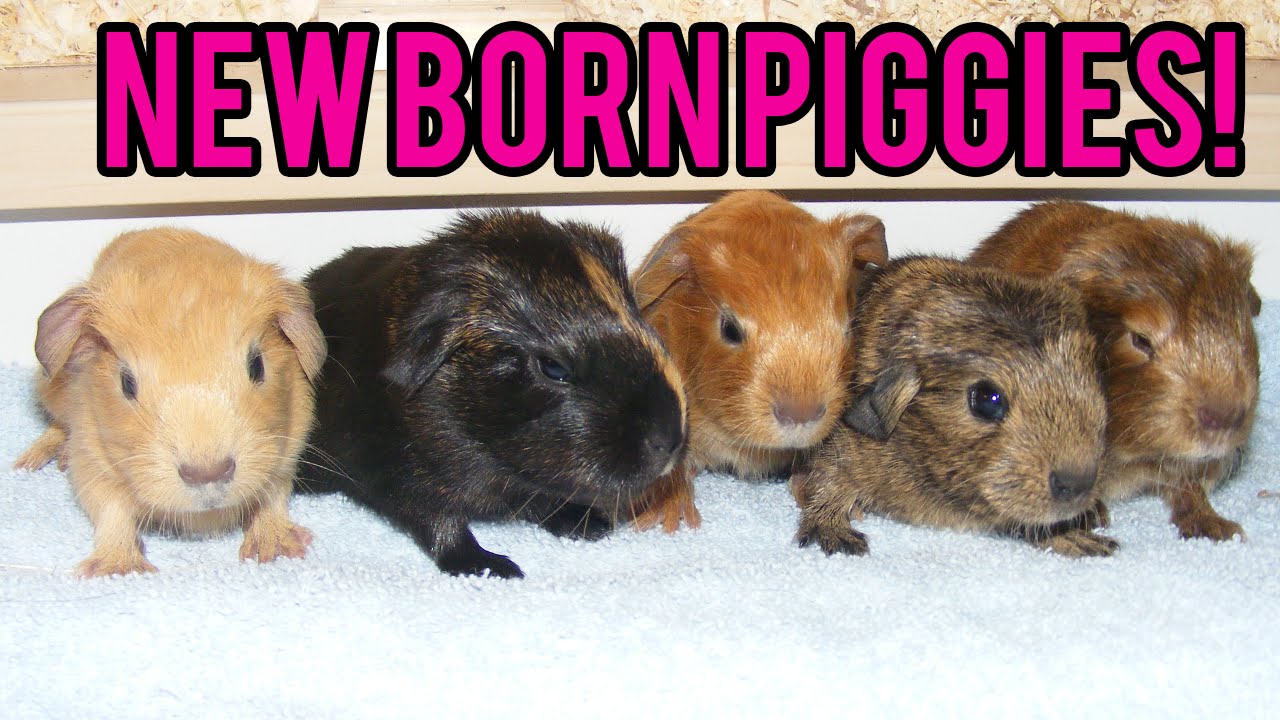 Guinea pig giving birth! YouTube