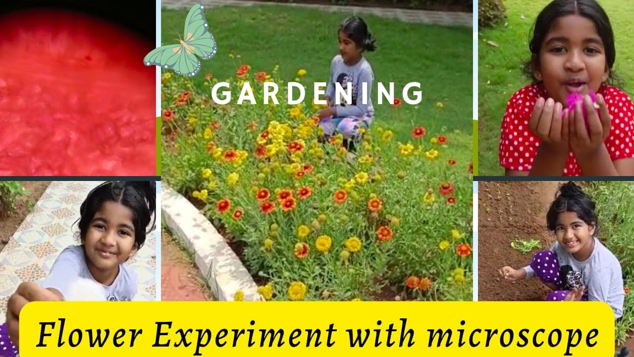 Look Inside a Flower | Science Experiment for Kids | Tamil - YouTube