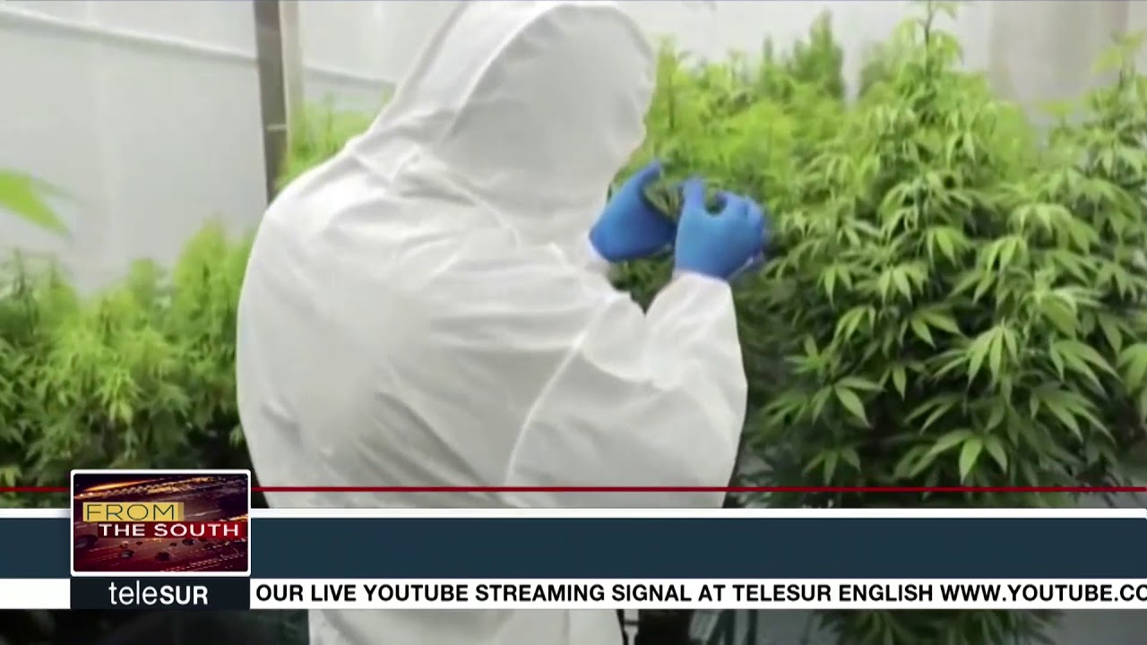 Trinidad and Tobago Holding Strong on Marijuana