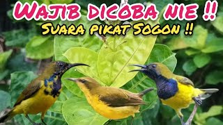 Suara Pikat Sogon Ribut Memanggil 