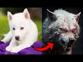 I&#39;m a Big Kid Now Cute Baby Animals | Dogs Grow Up | Animals Grow Up | Animals Transformation Beast