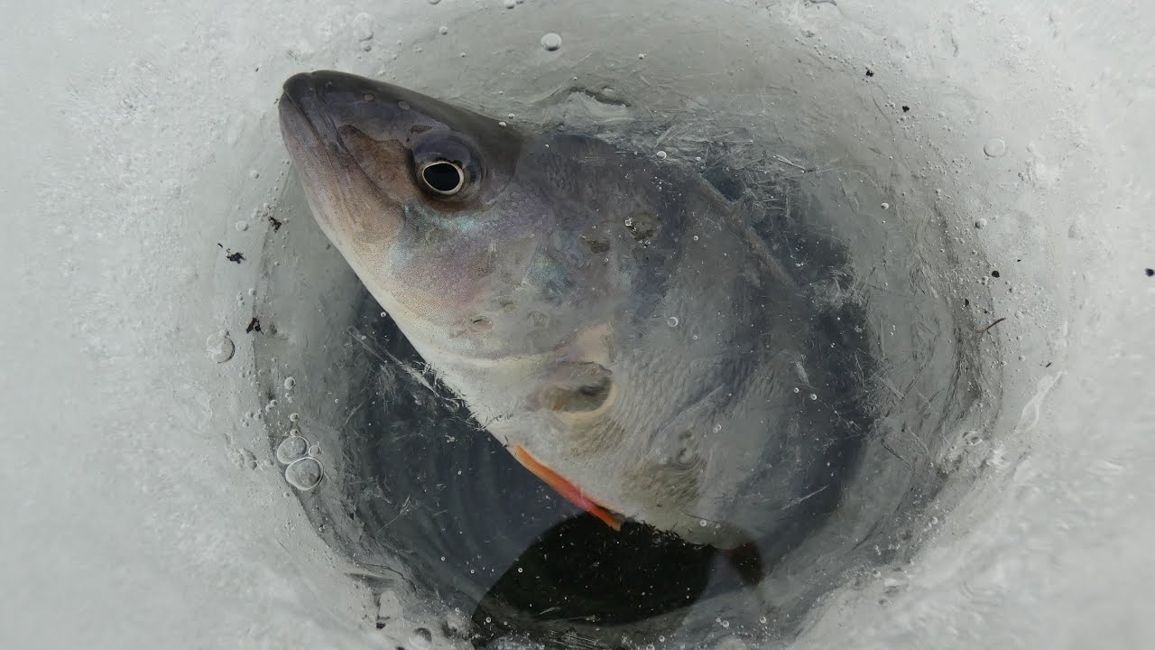 подледная рыбалка - что ловить на червяка???