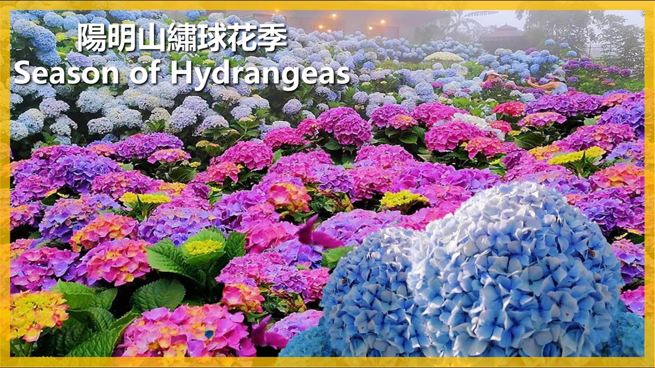 【繡球花系列18】繡球花旅行曹家花園---Fabulous Hydrangeas garden 陽明山的繡球花正在綻放，5~6月滿山的繡球，像極了盛大的煙火秀。＃伊恩愛種花＃陽明山繡球花