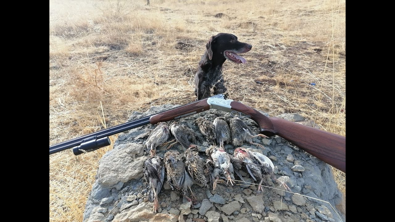 Quail season 2023 - صيد فري - Quail hunt using cal 410 and Shotkam  Caccia alla Quaglia part 3