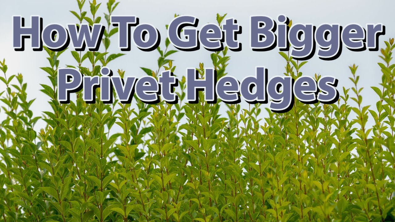 How To Get Bigger Privet Hedges, Garden Update & Tips 