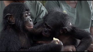 Balangala's first meeting with Kwango, another orphan bonobo
