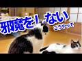 【ねこ動画】邪魔をしない。こうやって。