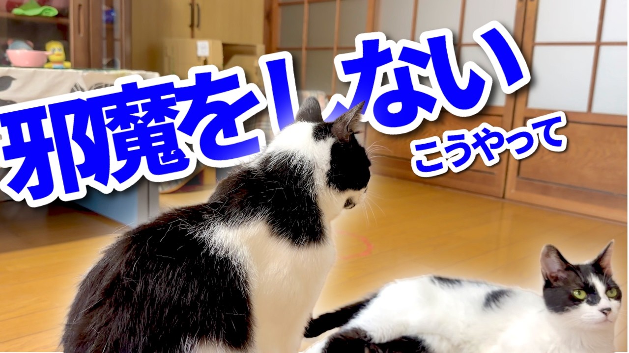 【ねこ動画】邪魔をしない。こうやって。