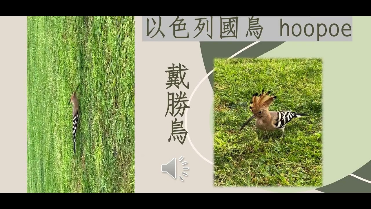 The national bird of Israel