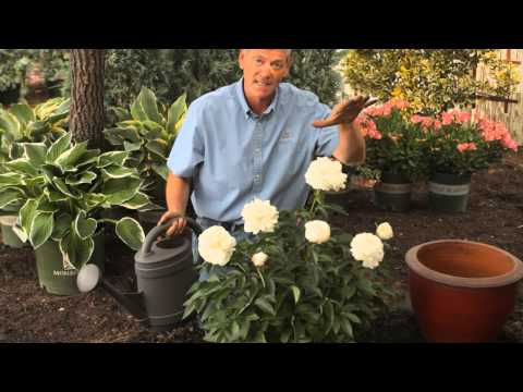 Video: Pioenwater benodig – hoe om pioene doeltreffend in die tuin nat te maak
