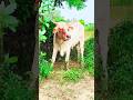 Gau Mata ki Jay #trending #shorts