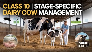Class 10 | Stage-Specific Dairy Cow Management | Moo Techie
