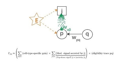 Cosyne 2021: A solution to temporal credit assignment using cell-type-specific modulatory signals