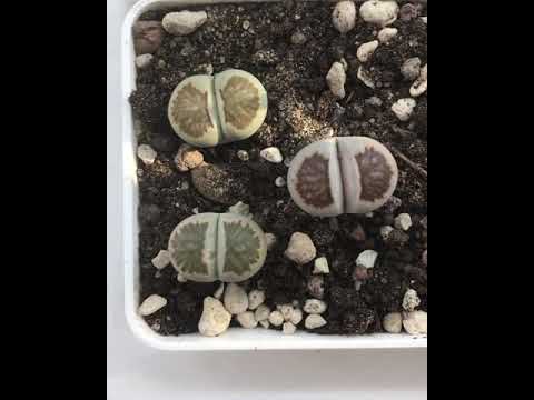 Video: Lithops: Panatilihin Sa Bahay, Ang Mga Nuances Ng Wastong Pangangalaga At Pagpaparami + Mga Larawan At Video