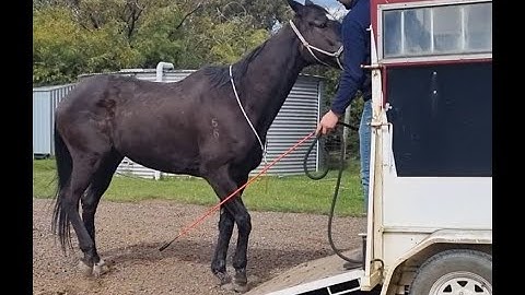Float Loading Tutorial With Difficult Horse