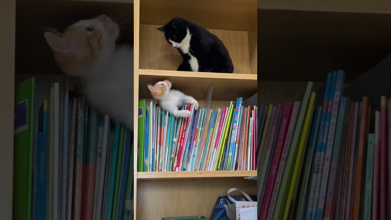 Cat is Playing with Kitten on Bookshelf