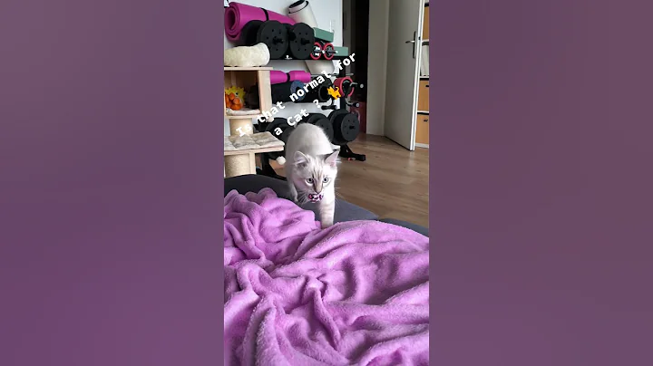 Video 11585561: ragdollcat cutecat cat, cat ragdollcat kitten, cat funny kitten ragdollcat, ragdollcat cat funny cute