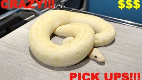 New Ball Python pick Ups! $$$