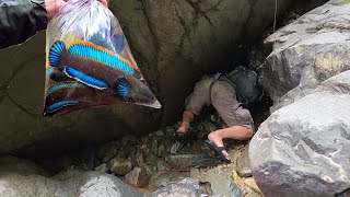 EXCITING ADVENTURE..!! Looking for long-haired Channa Limbata fish in their natural habitat