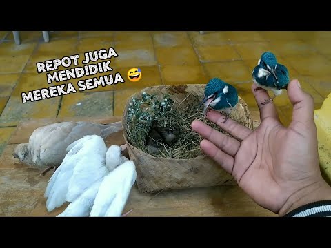 Update 6 Baby cantik, & Tips singkat melatih mereka, Review anakan Cupu