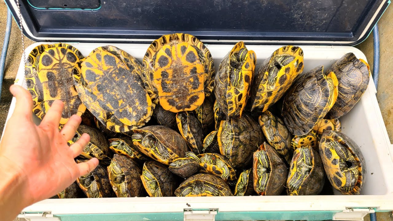 After a year of overfishing, the turtle population finally started