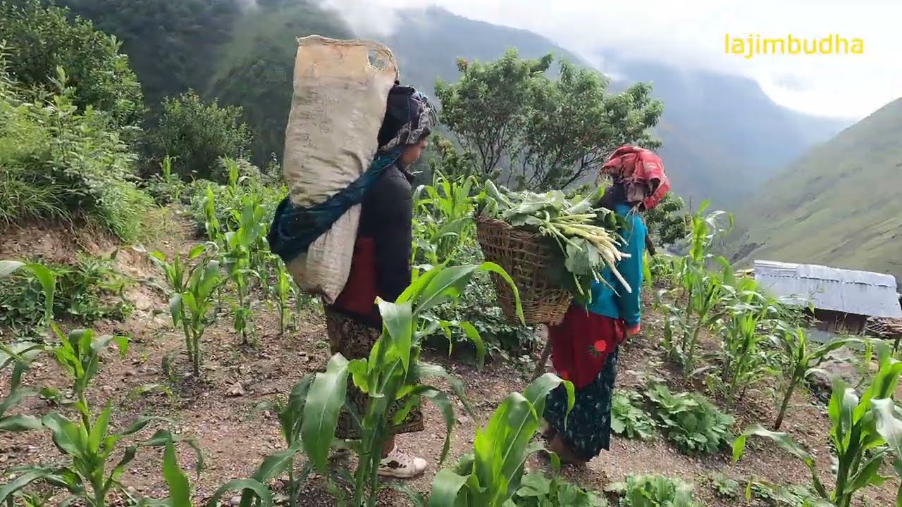 wild vegetable hunting || lajimbudha ||