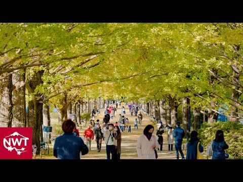 Autumn In Tokyo 4K | Showa Memorial Park