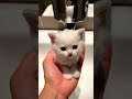 Padhai ke sath thoda break bhi jaruri hai #chill #ai #cat #viral #randoms #aivideo #memecore #funny
