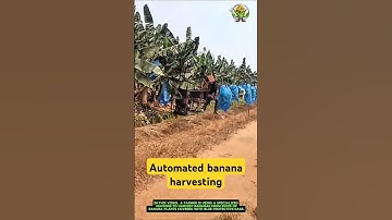 Automated banana harvesting- Good tools and machinery can increase work efficiency