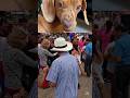 Music Musica Musicgenre Musicvideo Musicsong Dance Dancevideo Dancer Danceshorts 