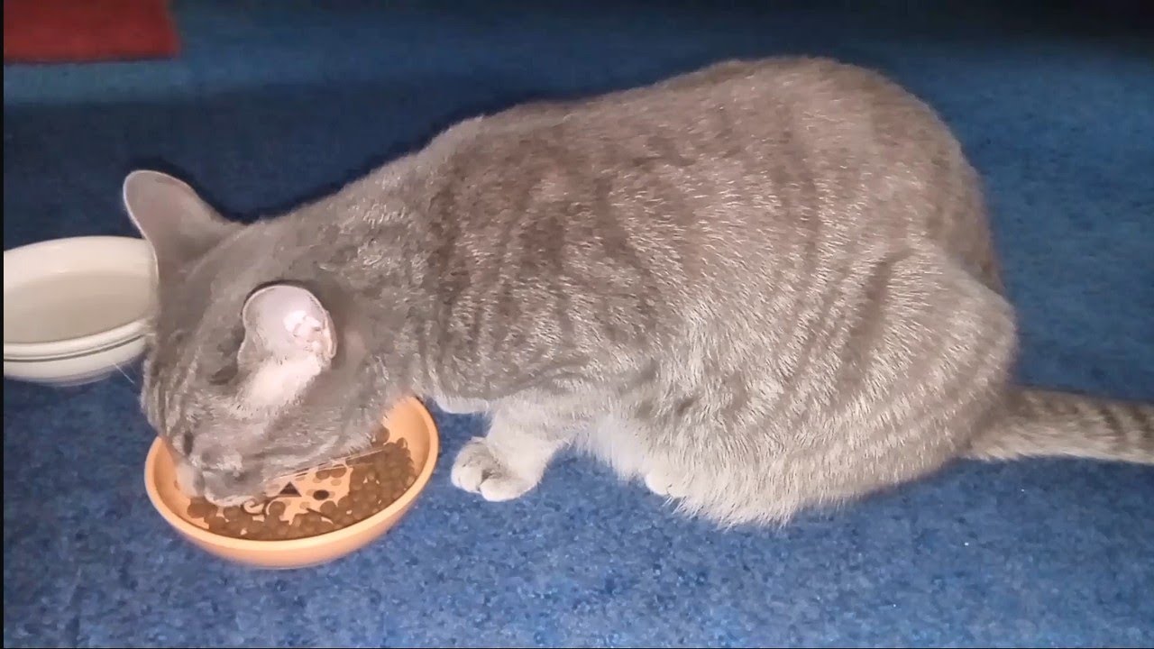 Cat Eating Chicken & Egg Kibble YouTube