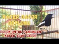 PANCINGAN KACER GACOR AMPUH LANGSUNG EMOSI | COCOK UNTUK KACER BAHAN AGAR CEPAT GACOR DAN BUKA EKOR